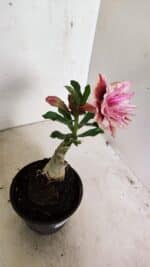 ENXERTO 12365 – 20cm (cor LM 964) - Imagem 5