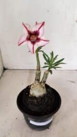 ENXERTO 12366 – 20cm (cor LM 518) - Imagem 2