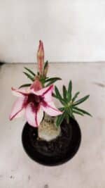 ENXERTO 12366 – 20cm (cor LM 518) - Imagem 4