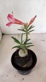 ENXERTO 12366 – 20cm (cor LM 518) - Imagem 6