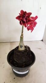 ENXERTO 12367 – 20cm (cor LM 833) - Imagem 2