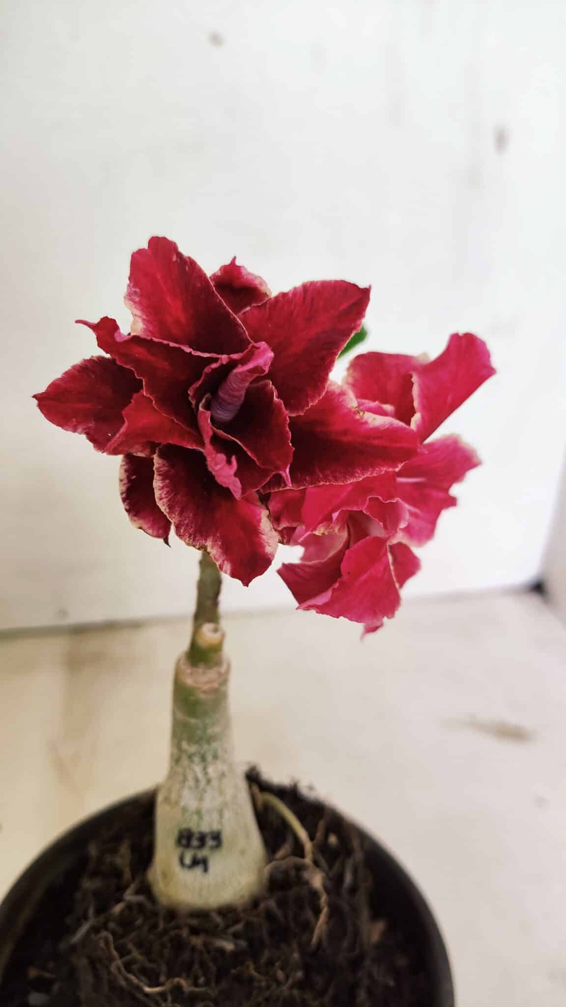 ENXERTO 12367 (2) ENXERTO 12367 – 20cm (cor LM 833) - Imagem 1