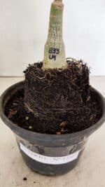 ENXERTO 12367 – 20cm (cor LM 833) - Imagem 6