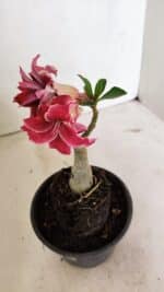 ENXERTO 12367 – 20cm (cor LM 833) - Imagem 5