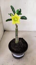 ENXERTO 12368 – 20cm (cor LM 315) - Imagem 2