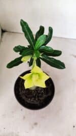 ENXERTO 12368 – 20cm (cor LM 315) - Imagem 4