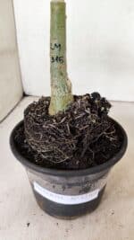 ENXERTO 12368 – 20cm (cor LM 315) - Imagem 7