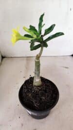 ENXERTO 12368 – 20cm (cor LM 315) - Imagem 5