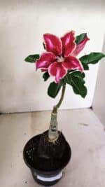 ENXERTO 12369 – 20cm (cor LM 887) - Imagem 2