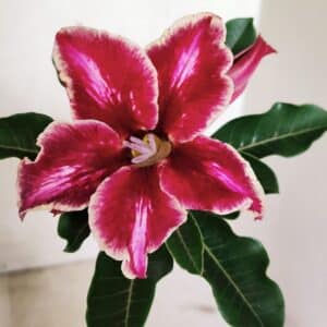 ENXERTO 12369 – 20cm (cor LM 887)