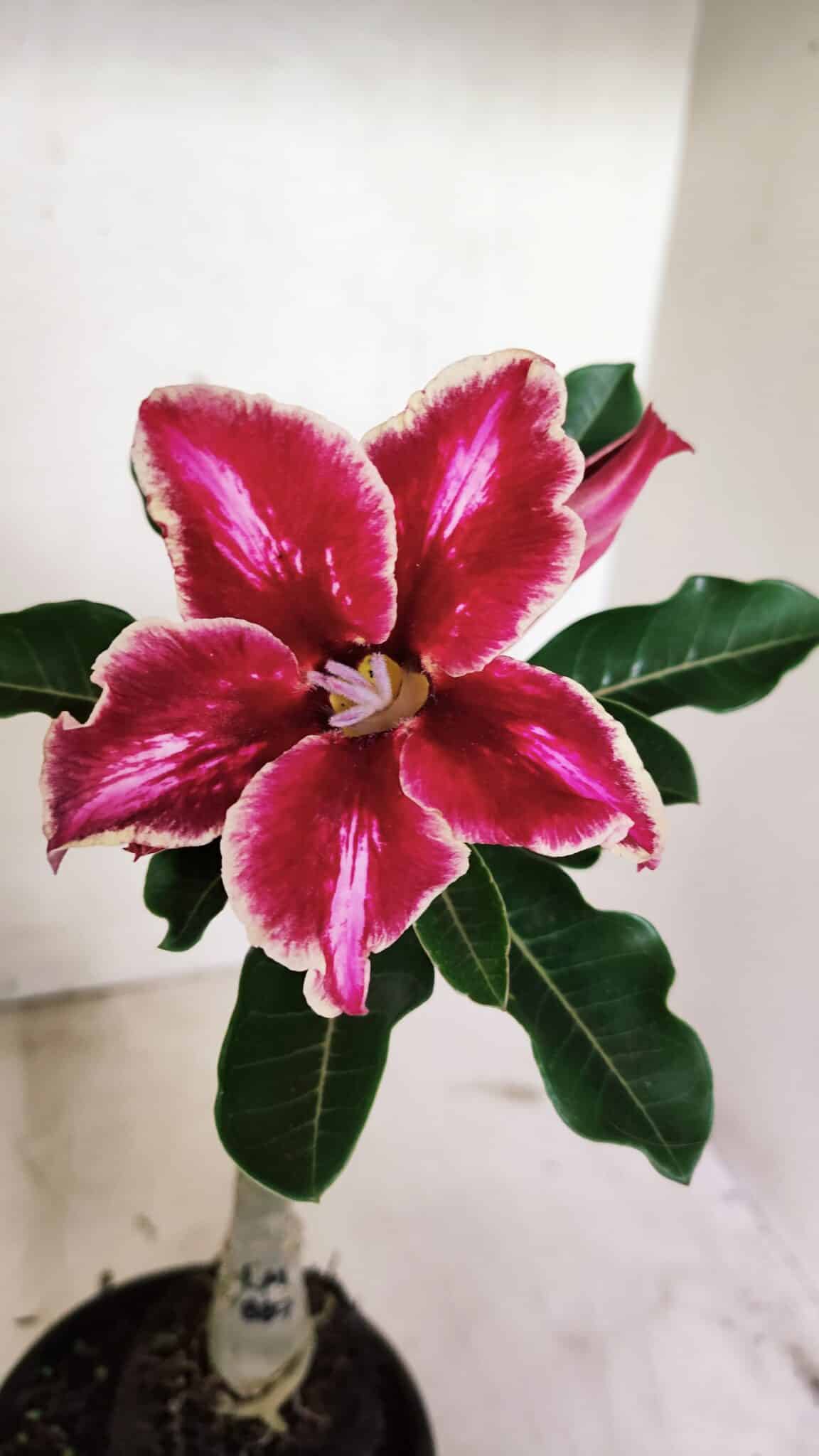 ENXERTO 12369 (2) ENXERTO 12369 – 20cm (cor LM 887) - Imagem 1