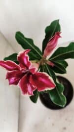 ENXERTO 12369 – 20cm (cor LM 887) - Imagem 4