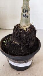 ENXERTO 12369 – 20cm (cor LM 887) - Imagem 7