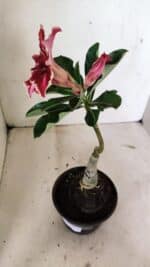 ENXERTO 12369 – 20cm (cor LM 887) - Imagem 6