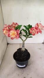 ENXERTO 12370 – 20cm (cor LM 582) - Imagem 2