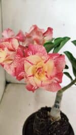 ENXERTO 12370 – 20cm (cor LM 582)