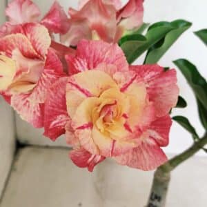 ENXERTO 12370 – 20cm (cor LM 582)