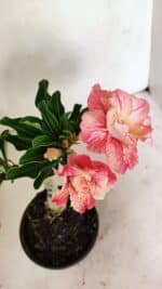 ENXERTO 12370 – 20cm (cor LM 582) - Imagem 5