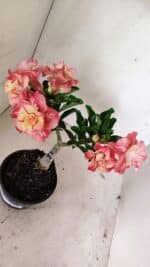 ENXERTO 12370 – 20cm (cor LM 582) - Imagem 7