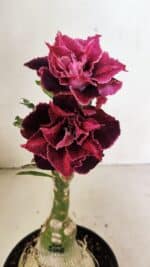 ENXERTO 12371 – 25cm (cor LM 1008)