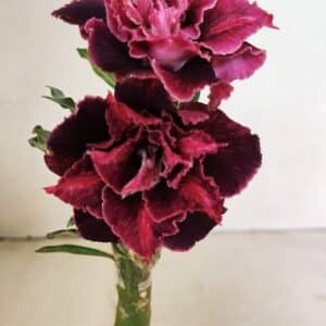 ENXERTO 12371 – 25cm (cor LM 1008)