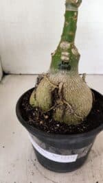 ENXERTO 12371 – 25cm (cor LM 1008) - Imagem 11