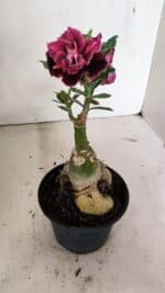 ENXERTO 12371 – 25cm (cor LM 1008) - Imagem 7