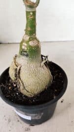 ENXERTO 12371 – 25cm (cor LM 1008) - Imagem 8