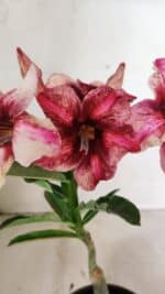 ENXERTO 12372 – 20cm (cor LM 506)