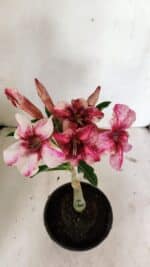 ENXERTO 12372 – 20cm (cor LM 506) - Imagem 4