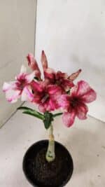 ENXERTO 12372 – 20cm (cor LM 506) - Imagem 6