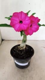 ENXERTO 12373 – 20cm (cor LM 384)