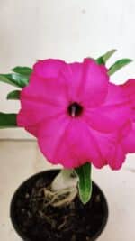 ENXERTO 12373 – 20cm (cor LM 384) - Imagem 3