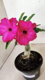 ENXERTO 12373 – 20cm (cor LM 384) - Imagem 4