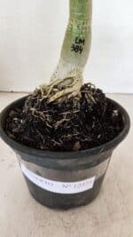 ENXERTO 12373 – 20cm (cor LM 384) - Imagem 9