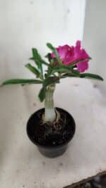 ENXERTO 12373 – 20cm (cor LM 384) - Imagem 7