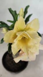 ENXERTO 12374 – 20cm (cor LM 436) - Imagem 4