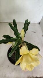 ENXERTO 12374 – 20cm (cor LM 436) - Imagem 5