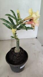 ENXERTO 12374 – 20cm (cor LM 436) - Imagem 7