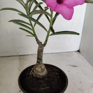 ENXERTO 12375 – 22cm (cor LM 512)