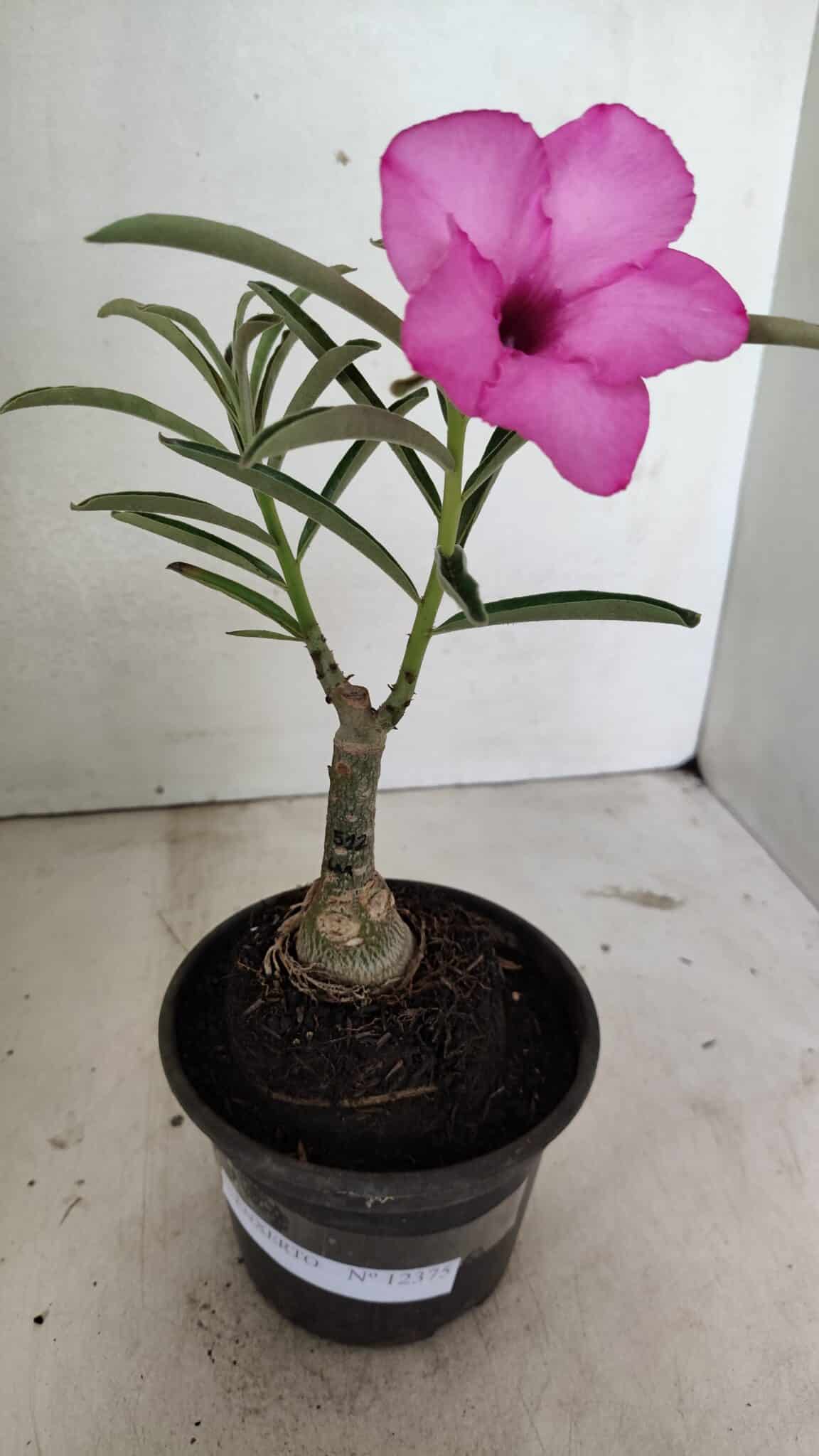 ENXERTO 12375 (1) ENXERTO 12375 – 22cm (cor LM 512) - Imagem 1