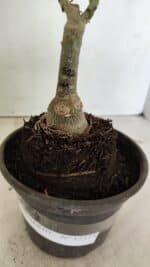 ENXERTO 12375 – 22cm (cor LM 512) - Imagem 6