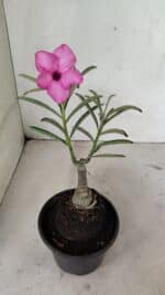 ENXERTO 12375 – 22cm (cor LM 512) - Imagem 5