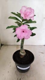 ENXERTO 12376 – 25cm (cor LM 08) - Imagem 2