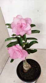 ENXERTO 12376 – 25cm (cor LM 08) - Imagem 5