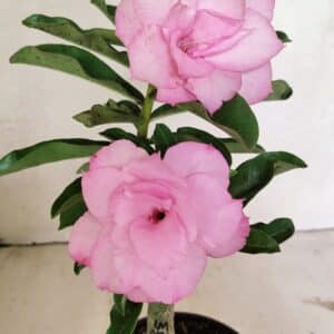 ENXERTO 12376 – 25cm (cor LM 08)