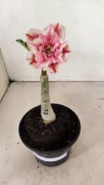 ENXERTO 12377 – 20cm (cor LM 964) - Imagem 2