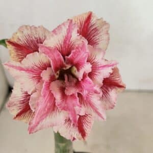 ENXERTO 12377 – 20cm (cor LM 964)