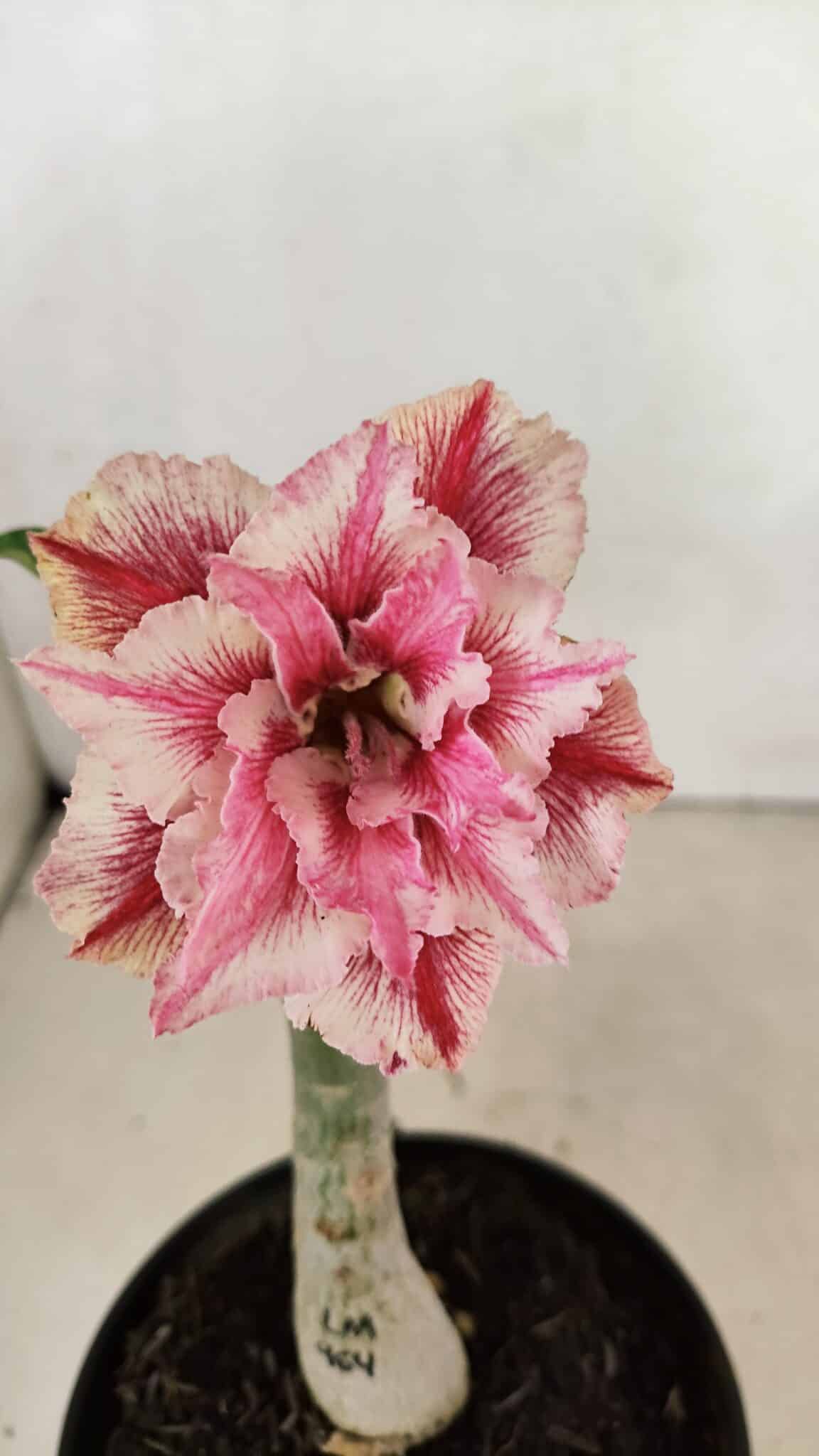 ENXERTO 12377 (2) ENXERTO 12377 – 20cm (cor LM 964) - Imagem 1