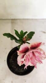 ENXERTO 12377 – 20cm (cor LM 964) - Imagem 4